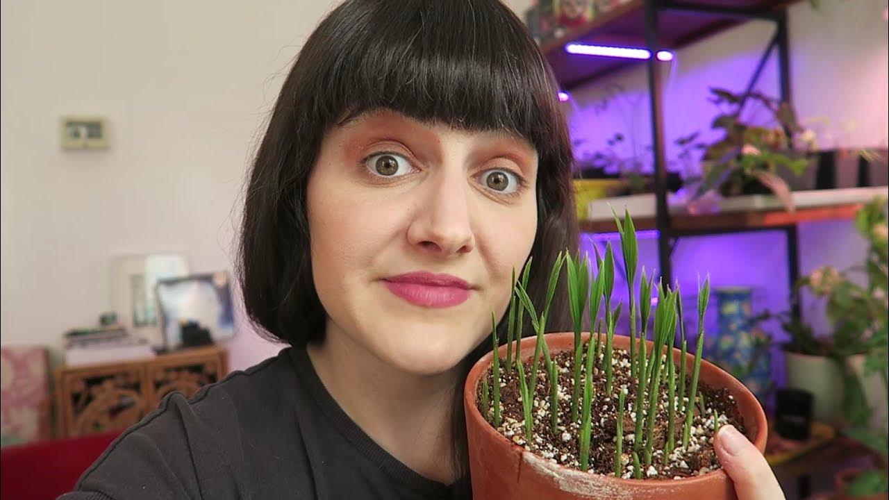 Christmas palm trees! Grow adonidia merrillii from seed YouTube