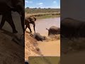 That Crocodile Picked the Wrong Family.ワニ、相手の家族を間違えた. 악어가 건드리면 안 될 가족을 골랐다 #animals #ai動物 #wildlife
