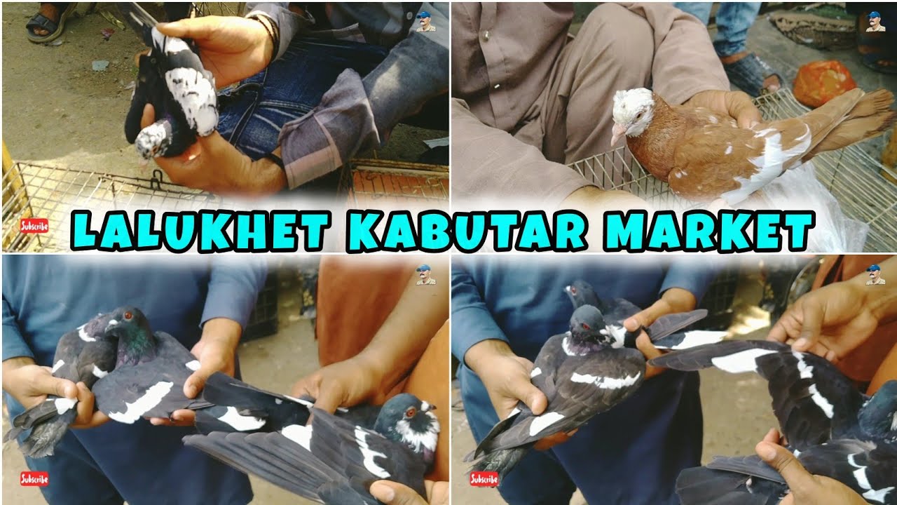 Lalukhet kabutar market | LaluKhet birds Market Karachi | sunday Birds marketSep 28, 2025