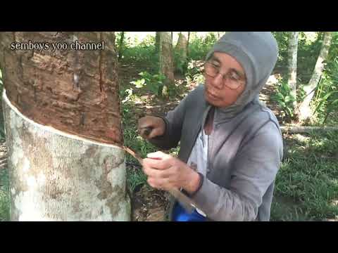 Video: Pokok Hevea dan 