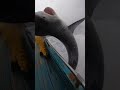 “POV From Hell Sharks Breach the Deck — Pure Panic Caught Live” #SharkHorror #DeepSeaMadness #GoProP