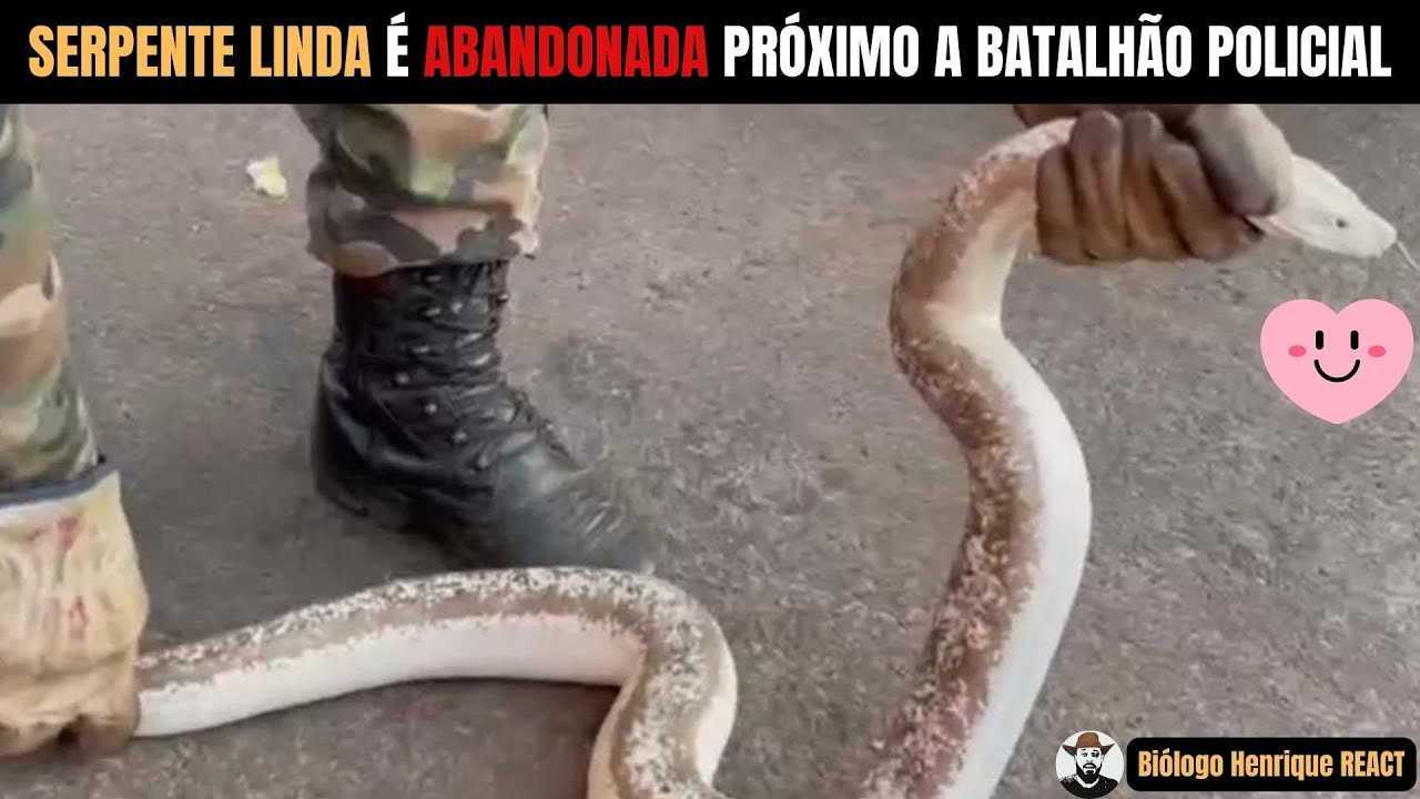 Serpente linda é abandonada próximo a batalhão policial em Rio Verde Goias