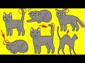 Cat Language Explained