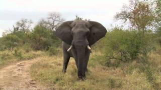 Safari Tv Diary - Bull Elephant Tries To Mate A Small Young Female