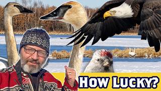 Serendipitous Bird Photography SWANS & EAGLES & REDPOLLS, OH MY! Crex Meadows Wisconsin March