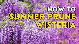 How to summer prune a wisteria (beginner's guide)