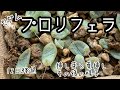 【プロリフェラ】挿し芽とバラマキ葉挿し、12日経った様子