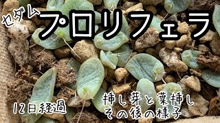 【プロリフェラ】挿し芽とバラマキ葉挿し、12日経った様子