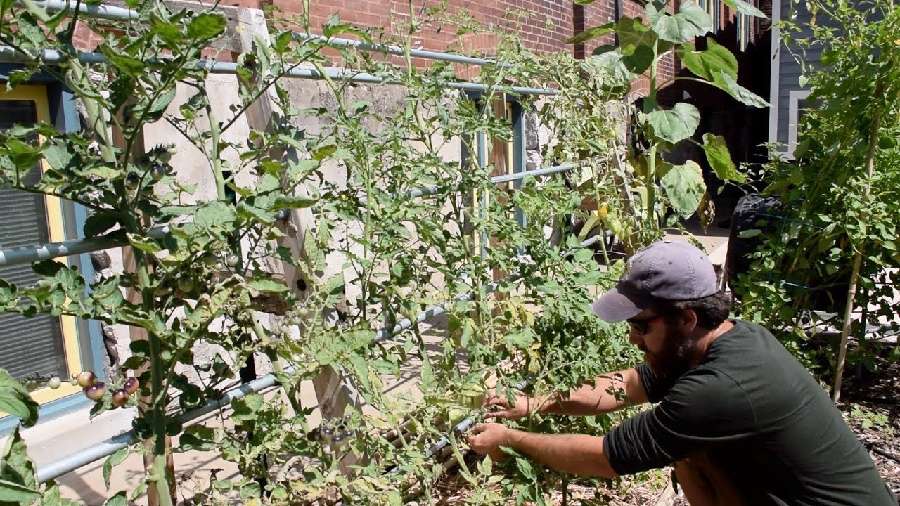 Tomato Maintenance Single Vine Pruning And Trellising Of Heirlooms