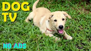 12 Hours of Relaxing Music For Dogs 🐶 🤍 Gentle Music for Restful Sleep & Calm Moments