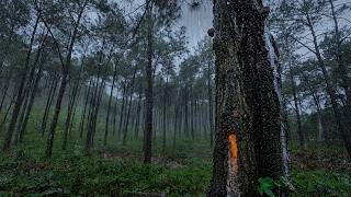 Relaxing Rain Sounds in the Forest 🌧️ | Deep Sleep & Stress Relief