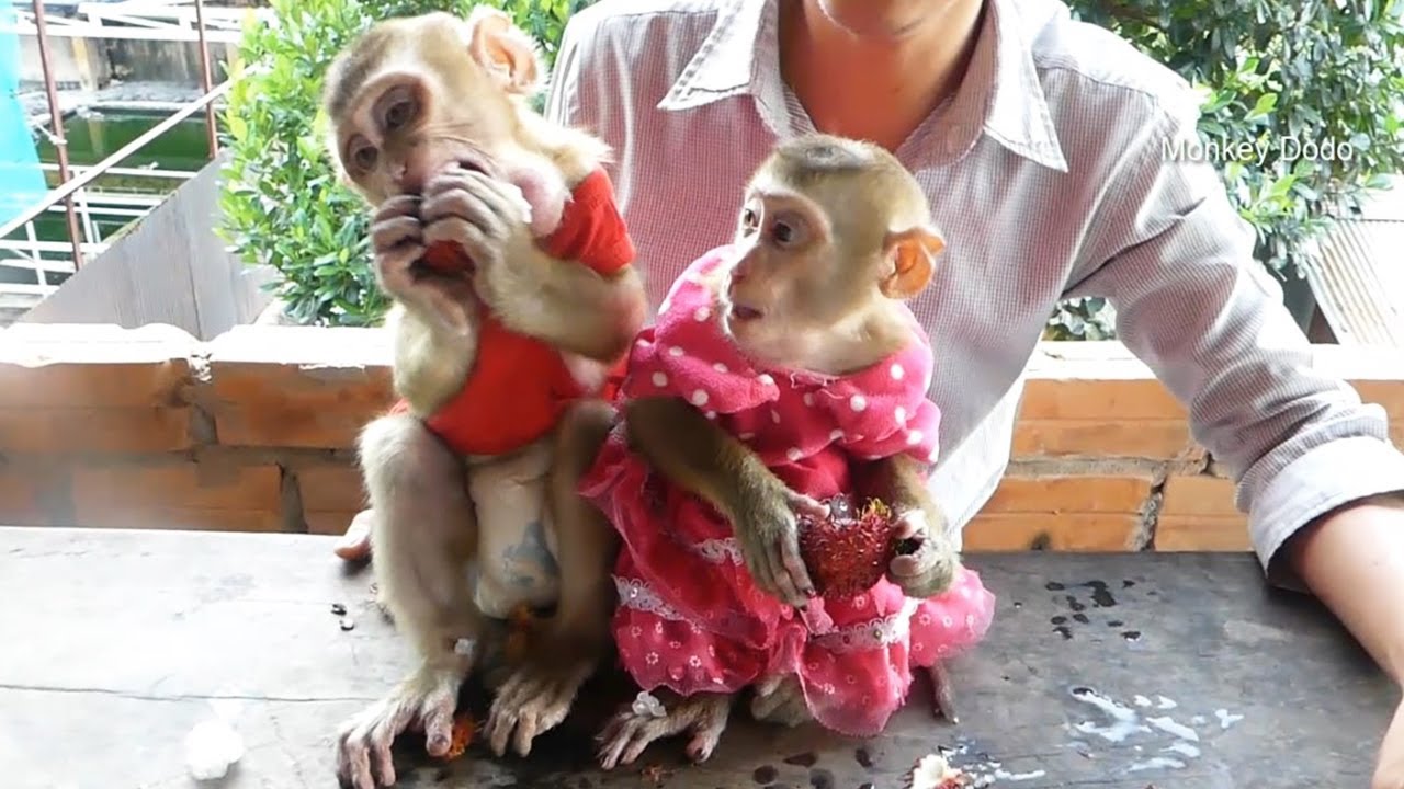 Awesome Dodo Mori Has Good Discipline While Lunch Time With Dad