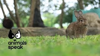 Animals Speak [by Mahidol] รู้จักกระต่าย ก่อนควักกระเป๋า (29 มิถุนายน 2557)