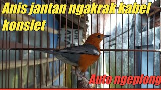 Anis merah ngakrak kabel konslet lanjut ngeplong