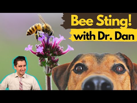 Video: Bee Sting reakcijos ir gydymas šunims
