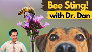 Dog Bee Sting!  Dr. Dan explains allergic reaction in dogs.