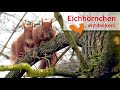 Die Eichhörnchen-Sprache der Liebe – Emma, Joé und ein neuer Verehrer