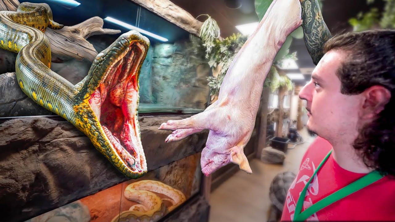 Picture of Feeding The Largest Anacondas In The World! - YouTube
