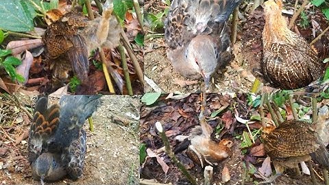 ใส่กับดักนกเขา ได้ไก่ป่าด้วย สุดยอดมาก cuab npuab mag qaib qu thb mag zoo hee