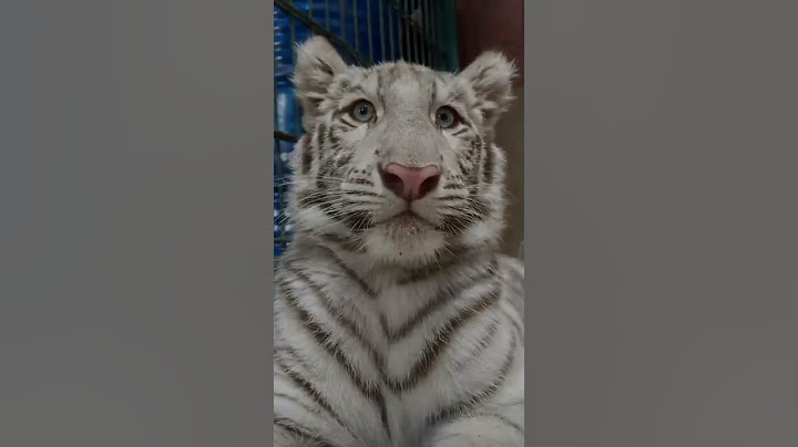 #alshadahmad#babyselen#whitetiger selen belajar berenang bareng papanya nih🐯