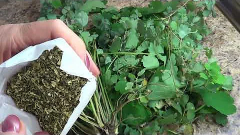 Отвар чистотела внутрь и наружно. От чего и кому нельзя.