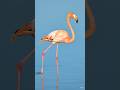 Elegance in Pink: The Grace of the Flamingo 🦩#shorts