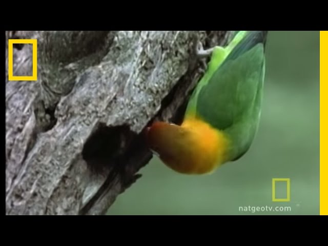 Lovebirds | National Geographic class=