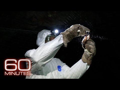 Searching for the next deadly virus, before it ignites another pandemic | 60 Minutes