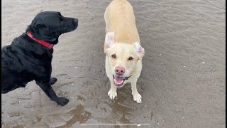 Olive and Mabel - just being dogs