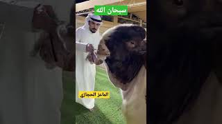 سبحان الله الماعز الحجازي 