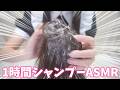 【ASMR】ゴシゴシわしゃわしゃ♡メイドのシャンプー♡炭酸泡で気持ちいい音♡たっぷり1時間♡ 声なし台詞なし no talking 睡眠導入