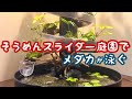 そうめんスライダー庭園でメダカを飼い始めました【アクアリウムDIY】aquarium