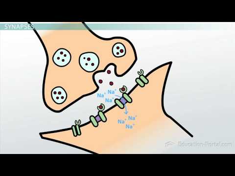 Structure and Function of Neurons - YouTube