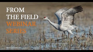 Travels and Traditions of Sandhill Cranes