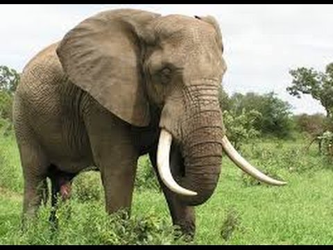 Elephant bulls fight documentary