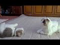 コロナ似の猫とご対面。