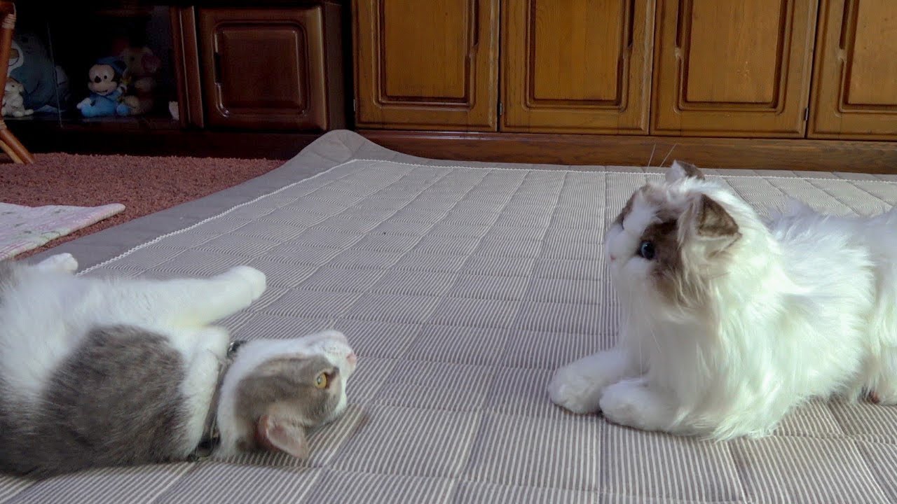 コロナ似の猫とご対面。