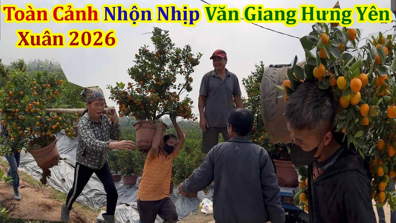 Chị Gái Cực Sung Trên Làng Quất Giá Rẻ Văn Giang Những Ngày Gần Tết 2026