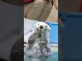 Have you ever seen such a helpful sea otter?#animals #seaotter #funny #educational #foryou