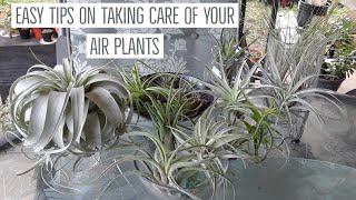 How I water & take care of my Tillandsia Air plants