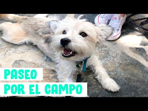 Rutina de paseo por el Campo con los Perros Guau Guau