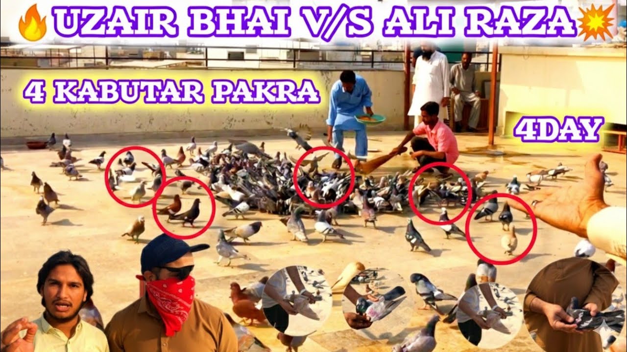 Набор из 4 голубей | УЗАЙР Бхай против Али Раза💥|Битва 600 голубей | Карачи Кабутарбаази 2026