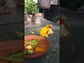 Korfi and Sunny the kakarikis parent breakfast time @ Birdview house