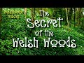 The secret of the welsh woods welshbloke walking