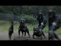 Cosas Que No Sabias De Los Perros Rottweiler | SoyCorraje