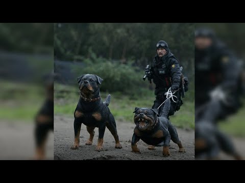 Video: Los fuertes nombres de la Copa del Mundo alemana para Rottweilers