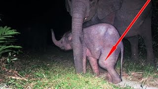 Baby Elephant Struggles To Walk On Injured Knee / Un Éléphanteau Blessé Au Genou Souffre Le Martyre