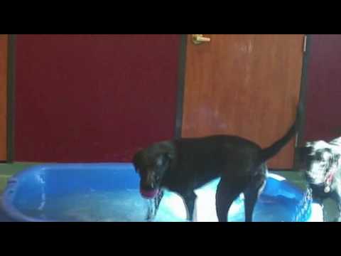 Pool Party in Playtime