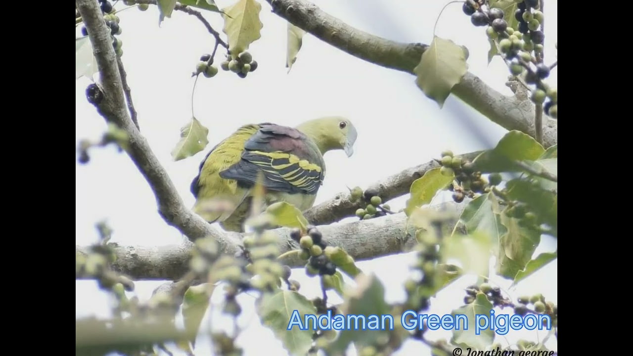 Andaman and Nicobar Bird series | Travel dairies | Andaman and Nicobar | Bird photography series