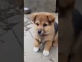 puppy crying sounds , call their mom |cute puppy| animal love|
